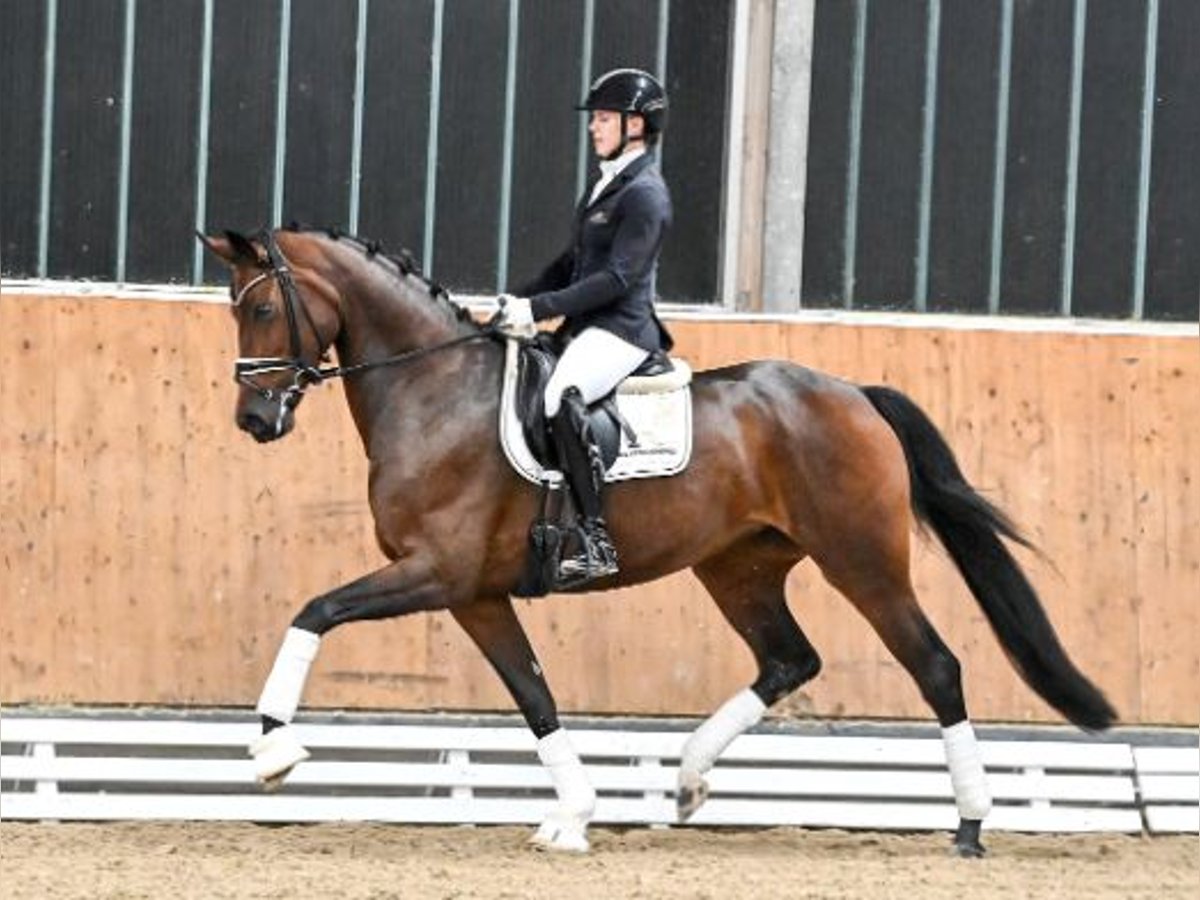 Oldenbourg Jument 4 Ans Bai in Steinfeld (Oldenburg)Steinfeld (Oldenburg)