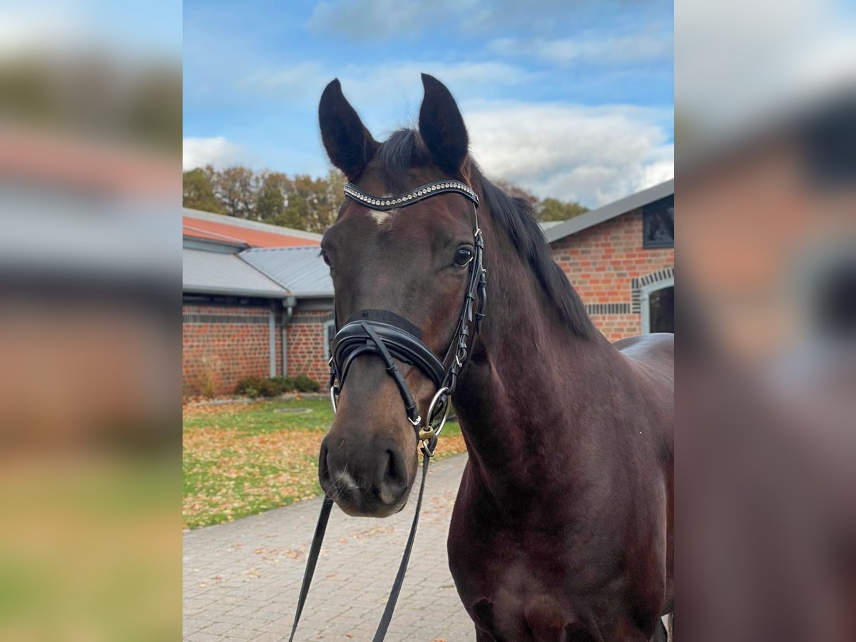 Oldenbourg Jument 5 Ans 164 cm Alezan brûlé in Appen