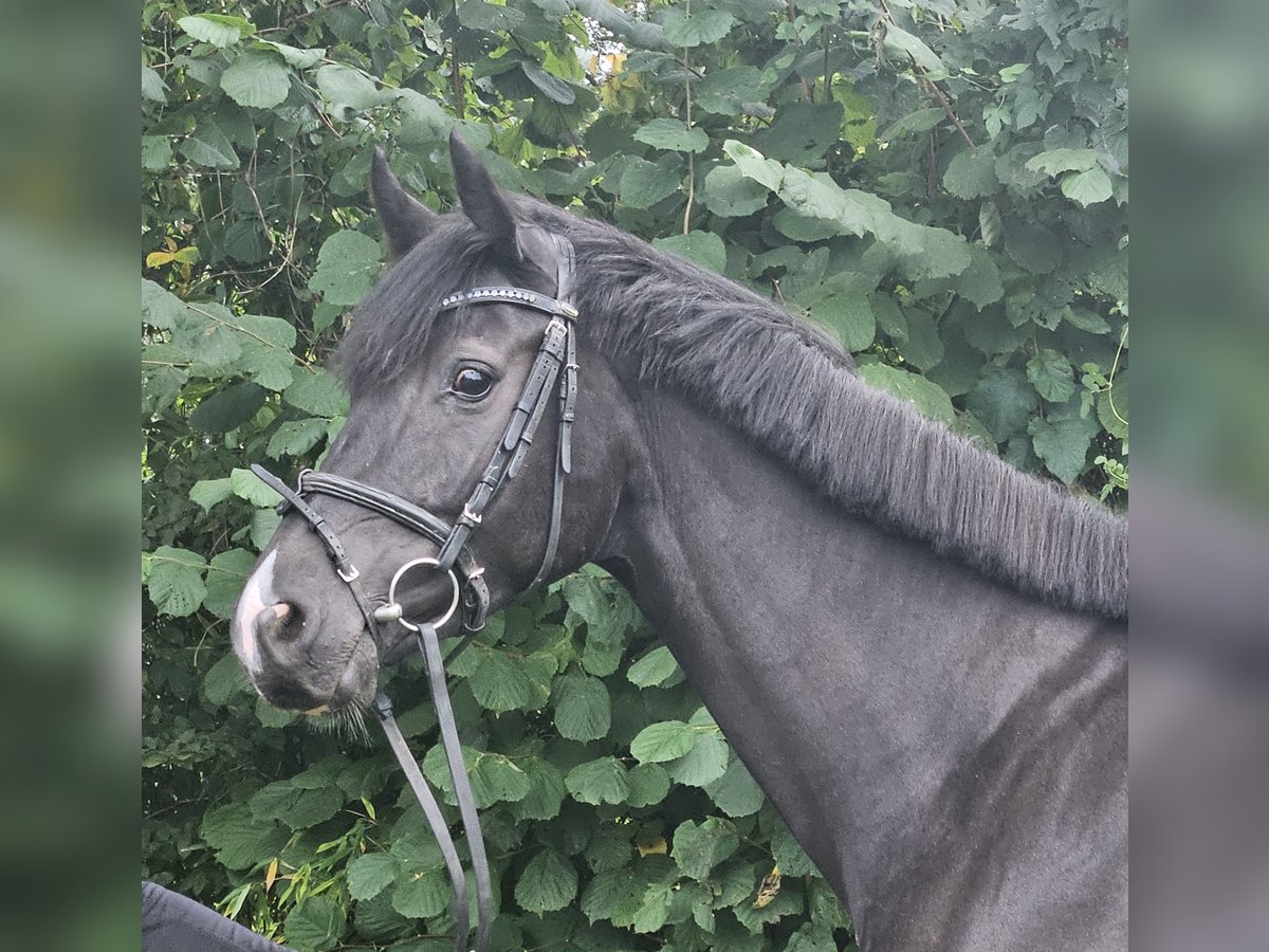 Oldenbourg Jument 5 Ans 165 cm Noir in Wachtendonk