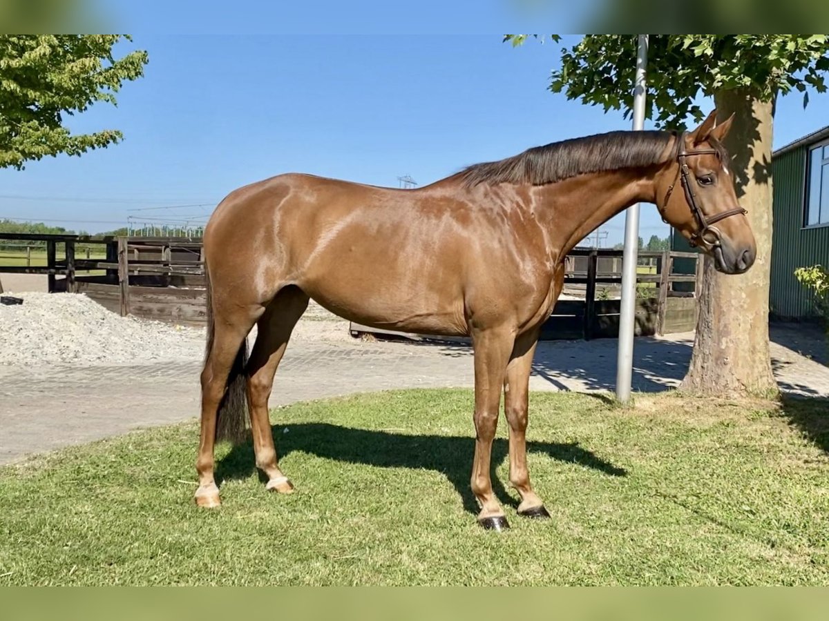 Oldenbourg Jument 5 Ans 166 cm Alezan brûlé in Bladel