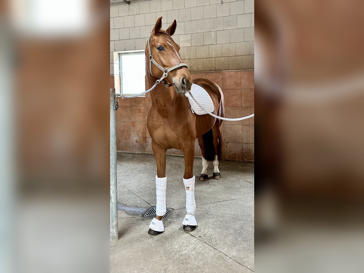 Oldenbourg Jument 5 Ans 166 cm Alezan in Michaelisbruch