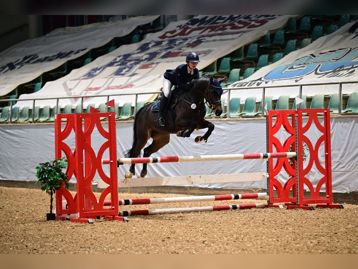 Oldenbourg Jument 5 Ans 166 cm Bai brun in Gerstetten