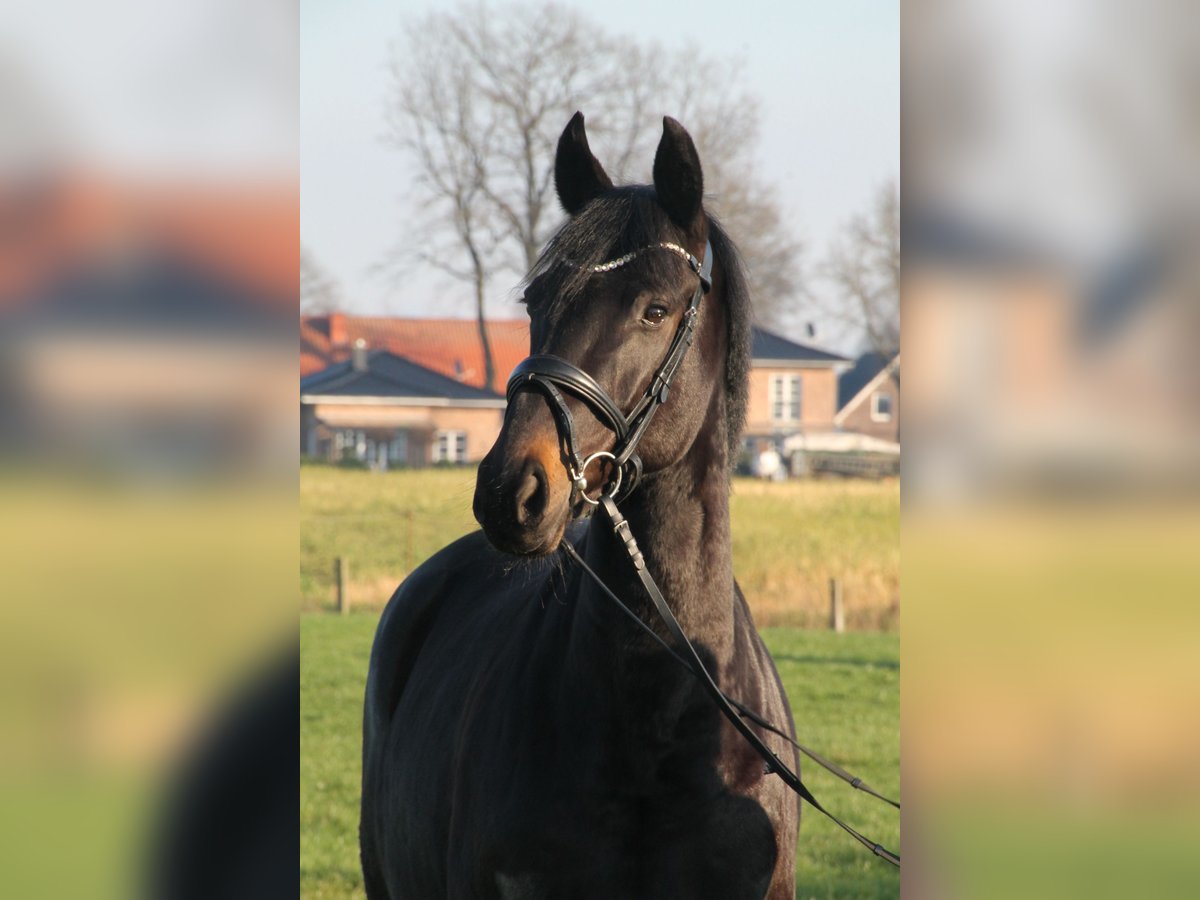 Oldenbourg Jument 5 Ans 166 cm Bai brun foncé in Damme