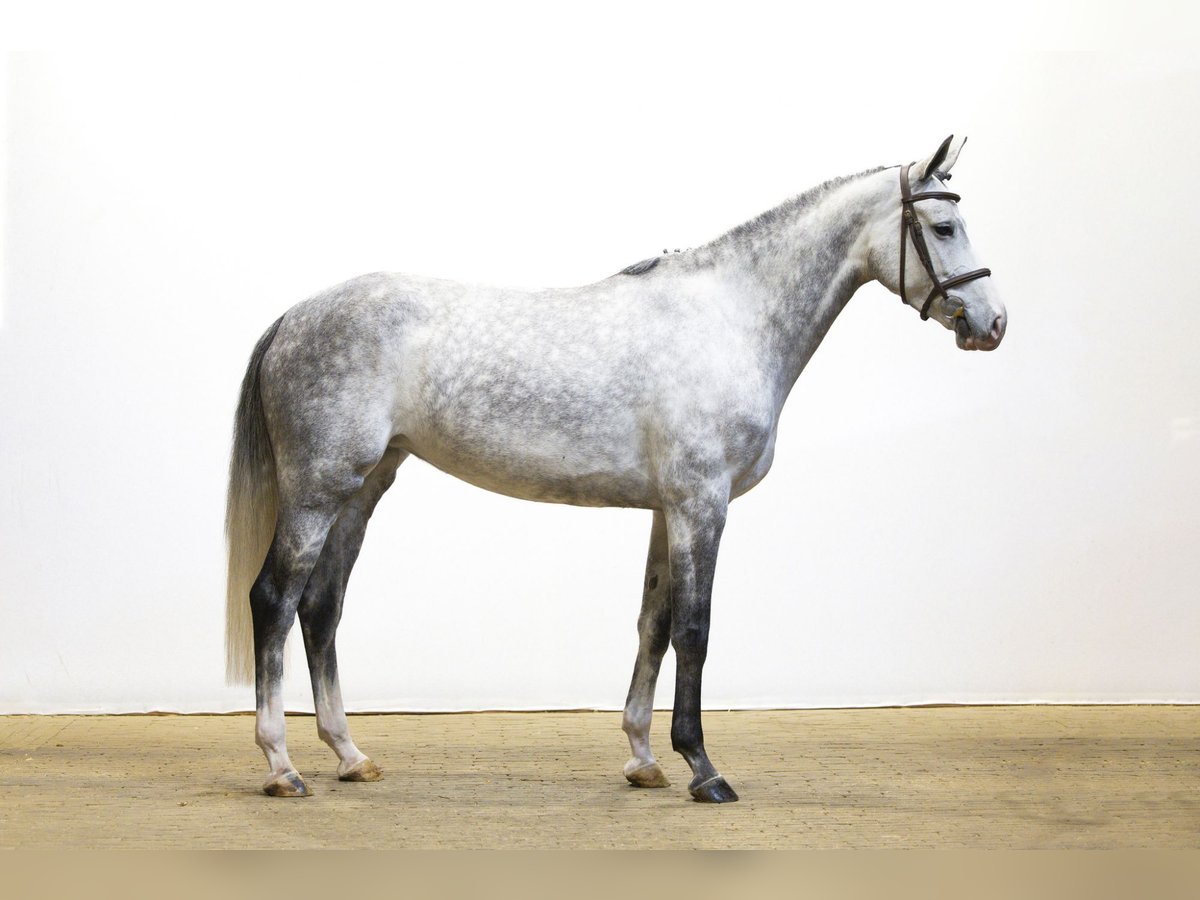 Oldenbourg Jument 5 Ans 166 cm Gris in Waddinxveen Oldenbourg Jument 5 Ans 166 cm Gris in Waddinxveen