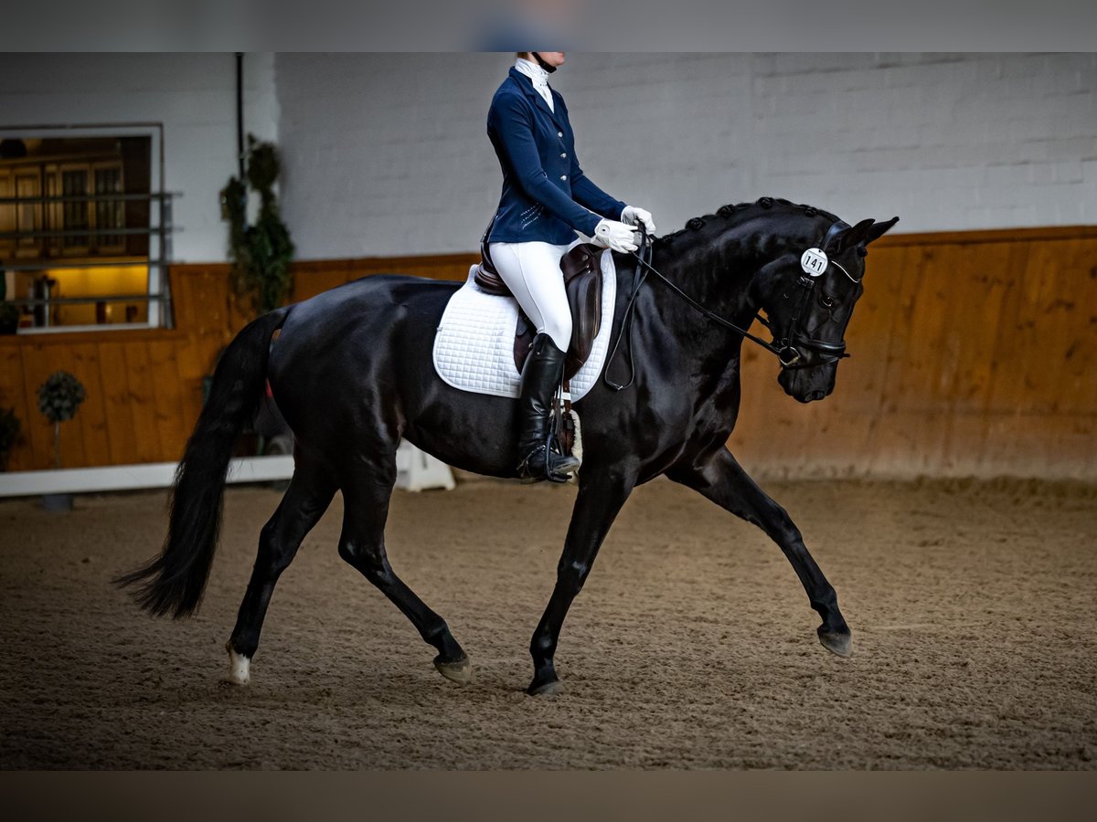 Oldenbourg Jument 5 Ans 167 cm Bai brun foncé in Vechta