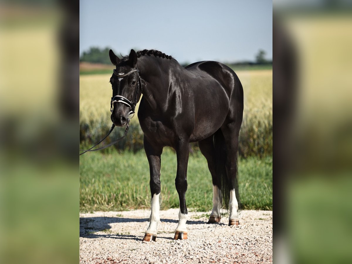 Oldenbourg Jument 5 Ans 167 cm Noir in Cegléd