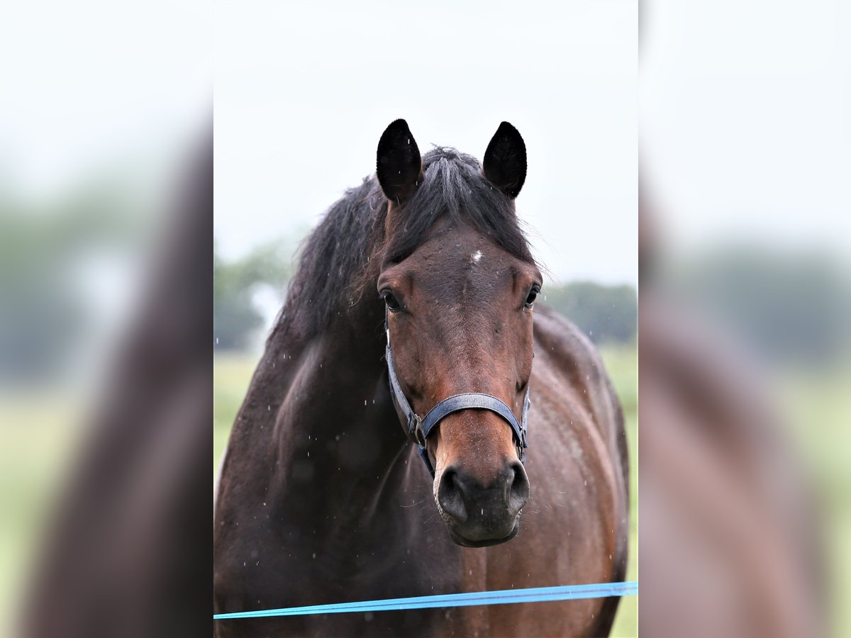Oldenbourg Jument 5 Ans 168 cm Bai brun in Wittmund
