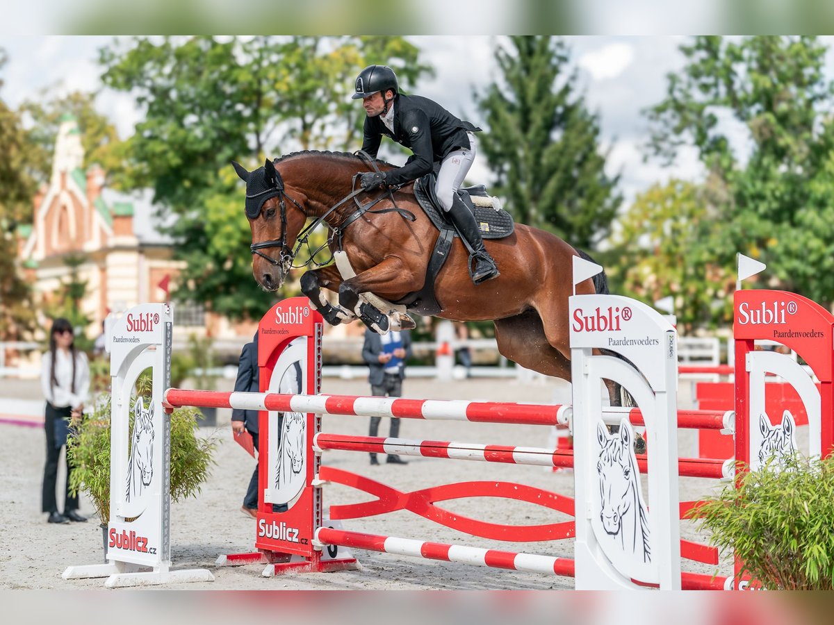 Oldenbourg Jument 5 Ans 168 cm Bai cerise in Zduchovice