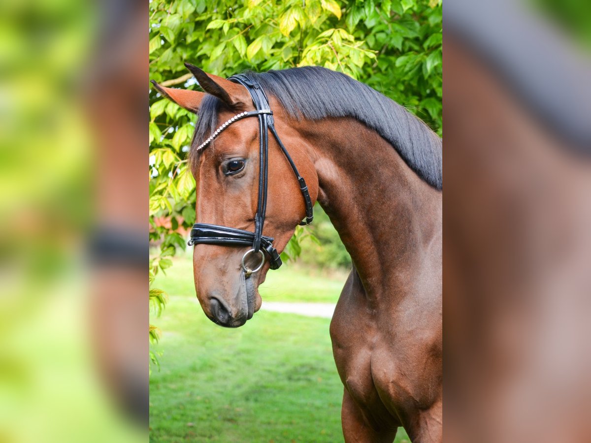 Oldenbourg Jument 5 Ans 168 cm Bai in Marigny le lozon