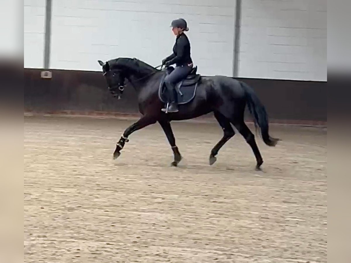 Oldenbourg Jument 5 Ans 168 cm Noir in Vechta