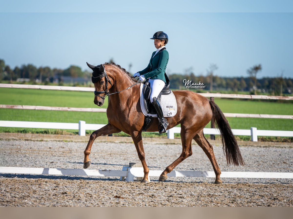 Oldenbourg Jument 5 Ans 170 cm Alezan brûlé in Biddinghuizen