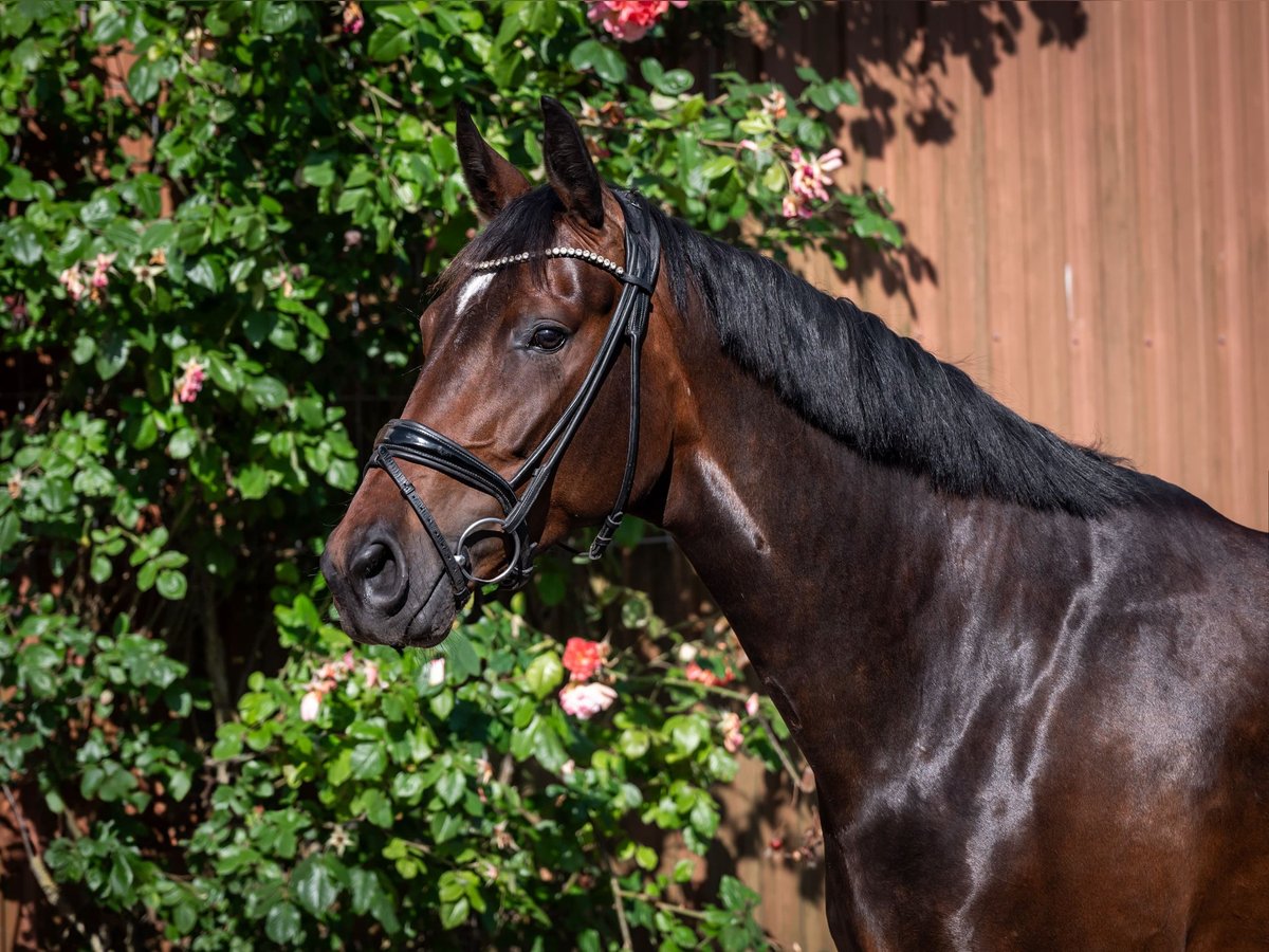 Oldenbourg Jument 5 Ans 170 cm Bai brun in Jever