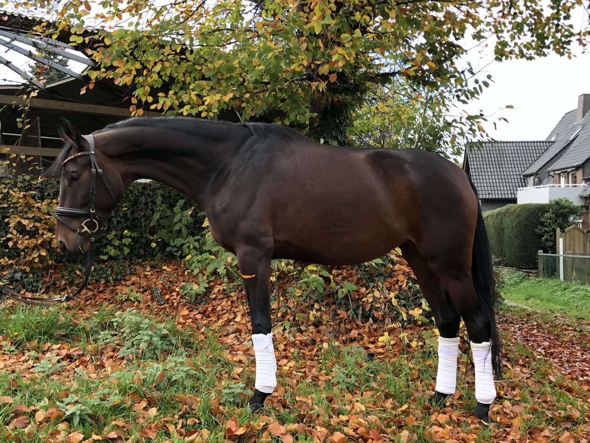 Oldenbourg Jument 5 Ans 170 cm Bai brun in Hiddenhausen