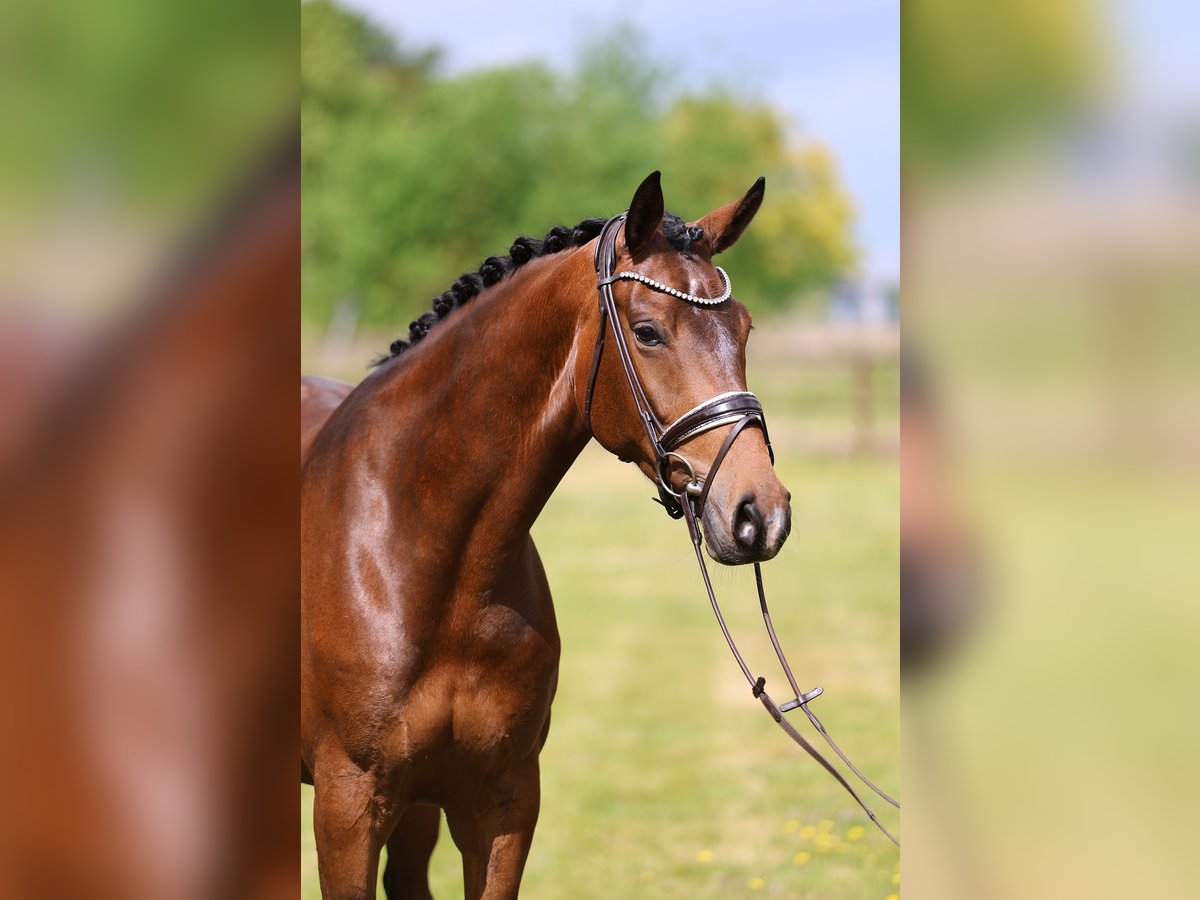 Oldenbourg Jument 5 Ans 170 cm Bai in Sassenberg