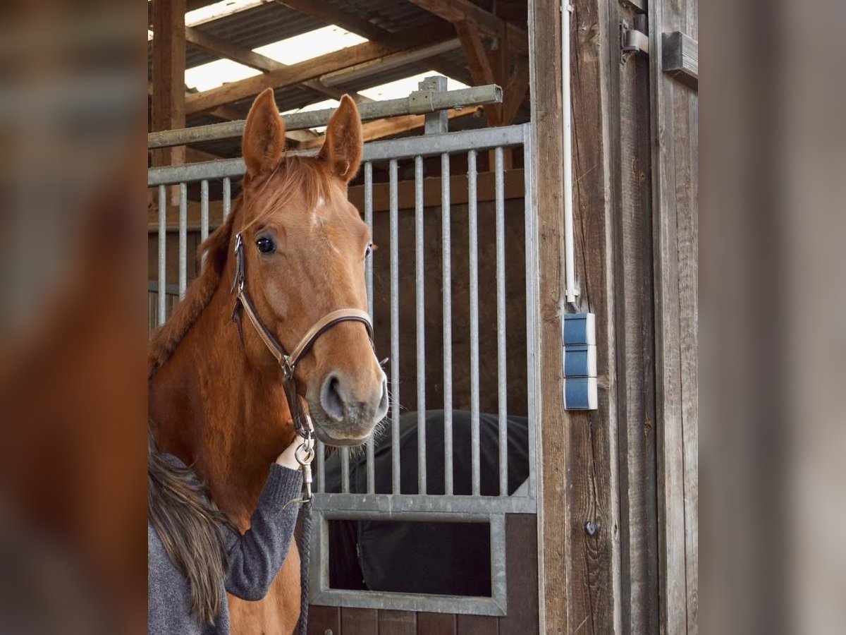 Oldenbourg Jument 5 Ans 172 cm Alezan in Oberkrämer