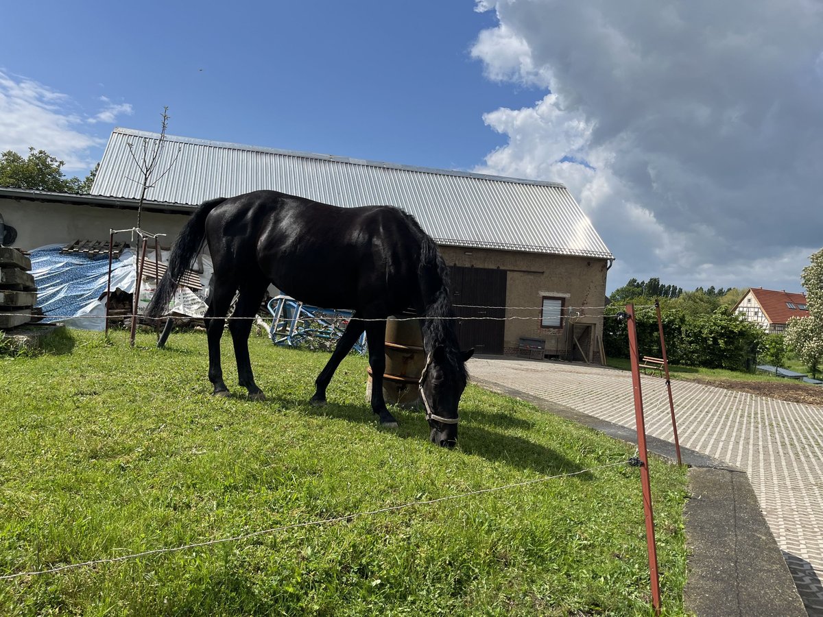 Oldenbourg Jument 5 Ans 173 cm Noir in Frohburg