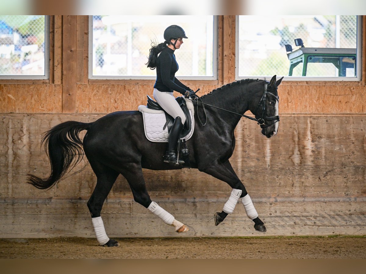 Oldenbourg Jument 5 Ans 174 cm Bai brun in Gossau ZH