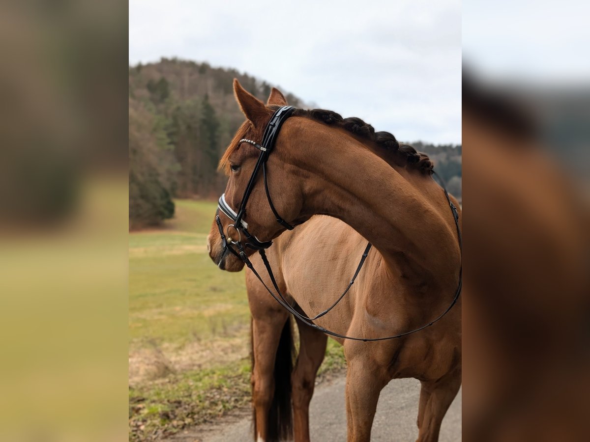 Oldenbourg Jument 5 Ans 175 cm Alezan brûlé in Plech