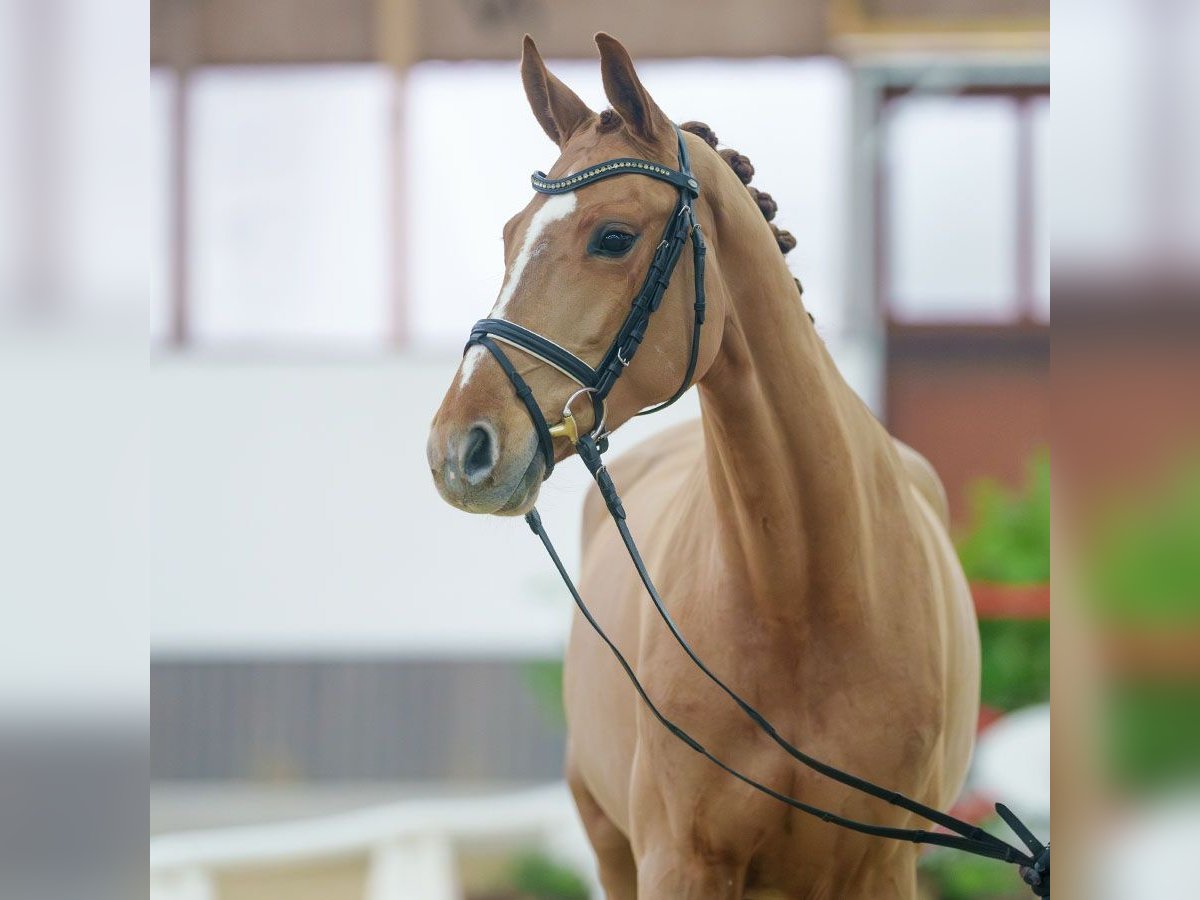 Oldenbourg Jument 5 Ans Alezan in Münster-Handorf