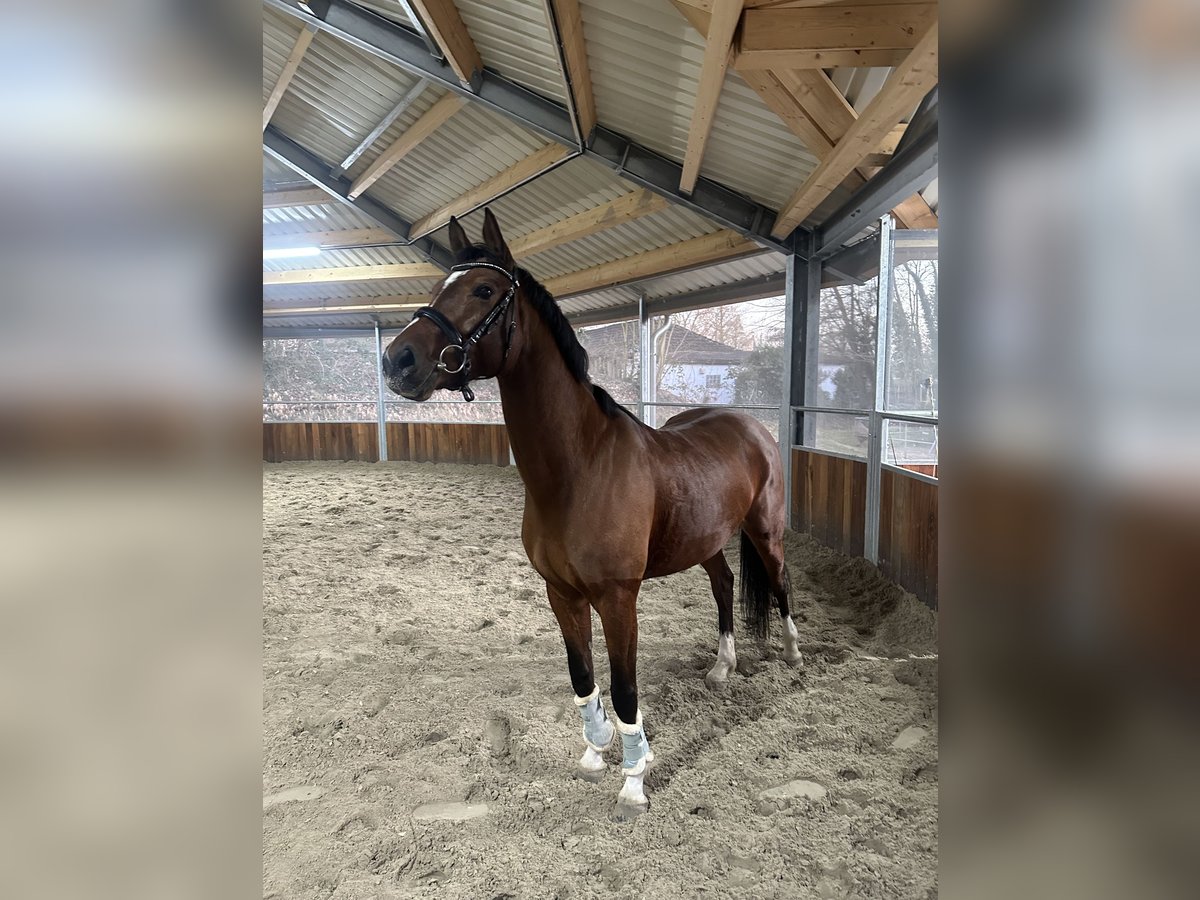 Oldenbourg Jument 6 Ans 157 cm Bai in Wilhelmshaven