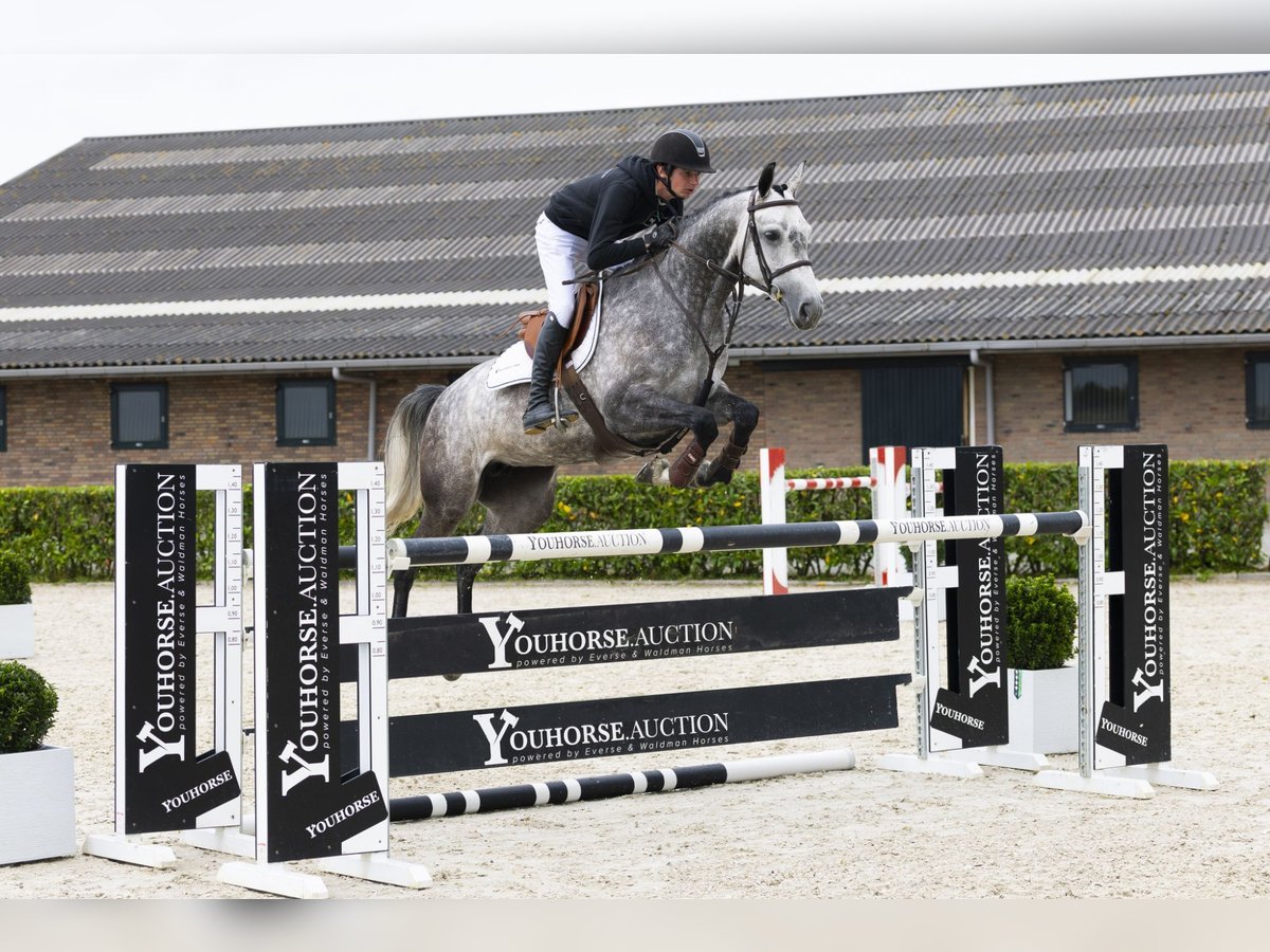 Oldenbourg Jument 6 Ans 160 cm Gris in Waddinxveen
