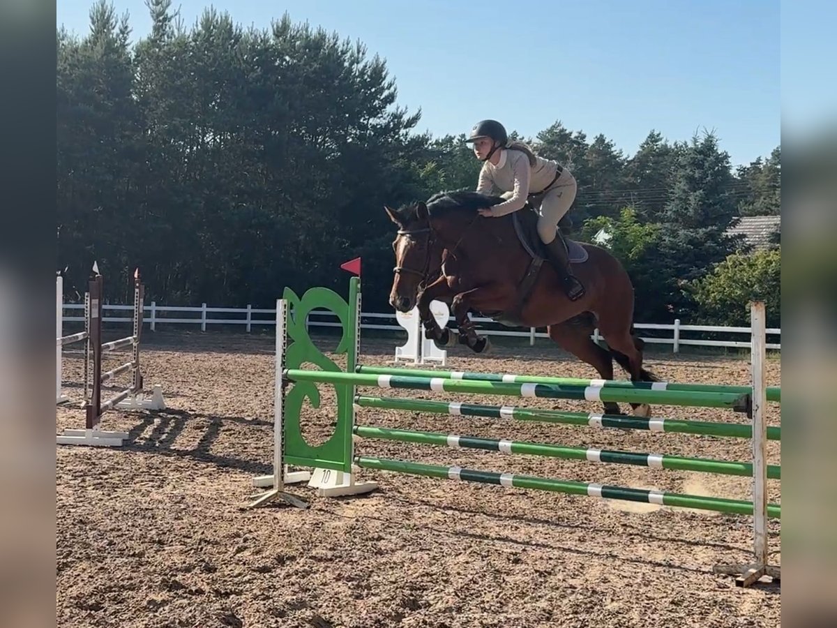 Oldenbourg Jument 6 Ans 163 cm Bai cerise in Kobylniki