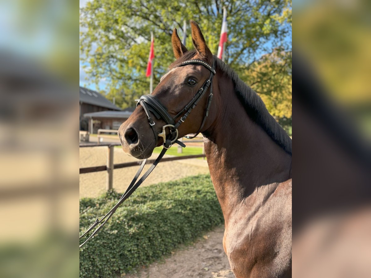 Oldenbourg Jument 6 Ans 164 cm Alezan brûlé in Appen