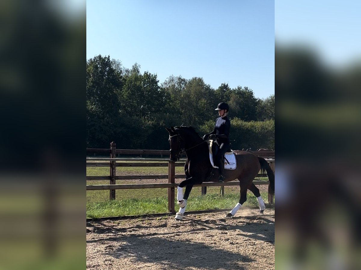 Oldenbourg Jument 6 Ans 166 cm Bai brun in Blunk