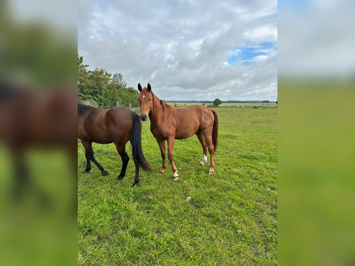 Oldenbourg Jument 6 Ans 168 cm Alezan in Sassen-Trantow