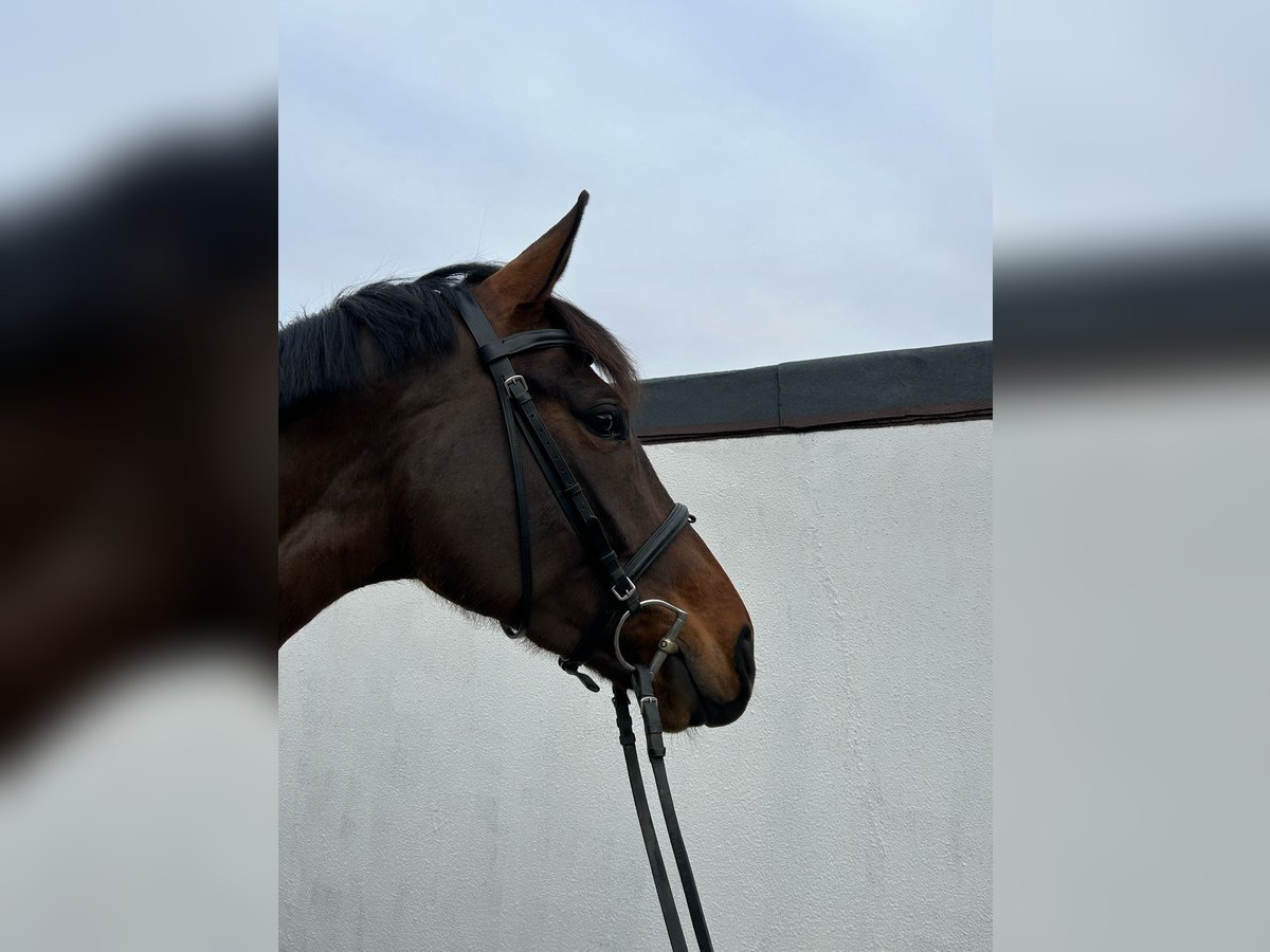 Oldenbourg Jument 6 Ans 168 cm Bai brun in Einbeck