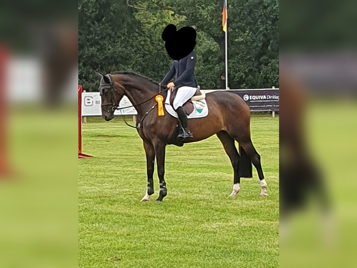 Oldenbourg Jument 6 Ans 168 cm Bai brun in Esterwegen