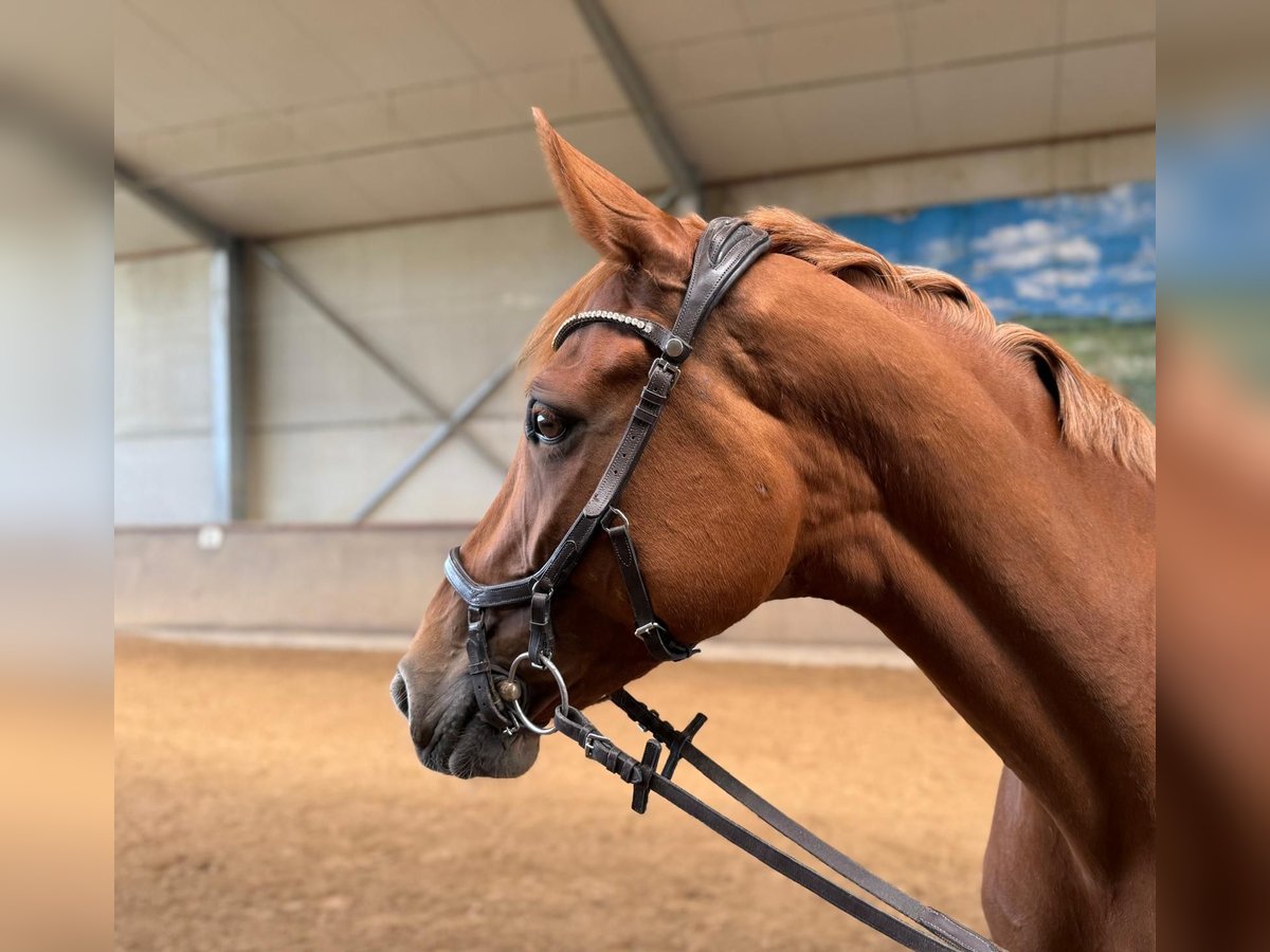 Oldenbourg Jument 6 Ans 169 cm Alezan in Lonnig