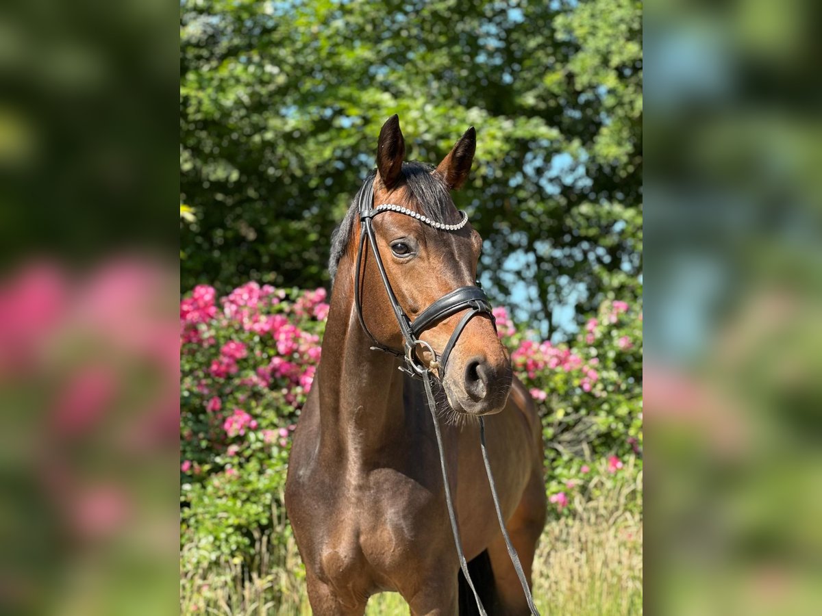 Oldenbourg Jument 6 Ans 169 cm Bai in Dorsten