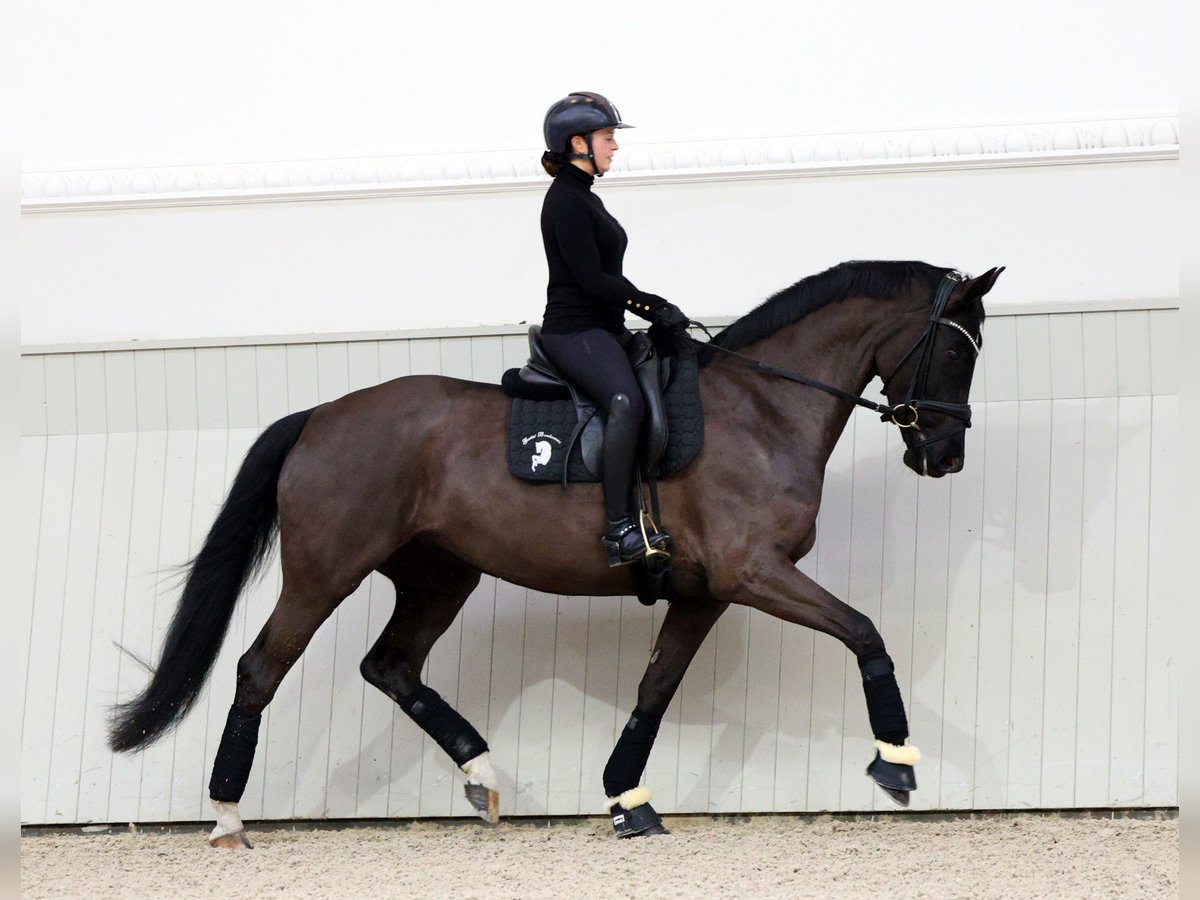 Oldenbourg Jument 6 Ans 169 cm Noir in Werder