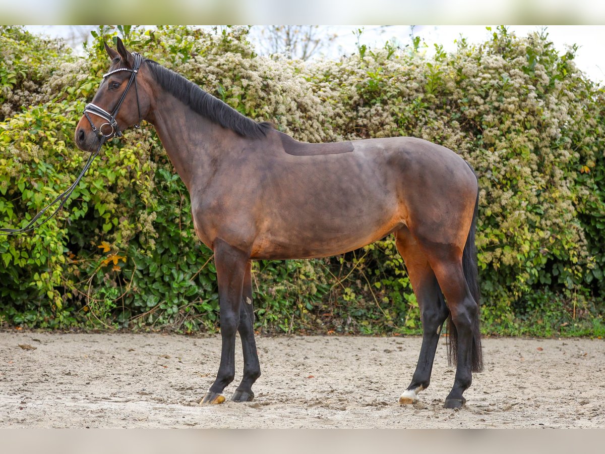 Oldenbourg Jument 6 Ans 172 cm Bai brun in Hürtgenwald