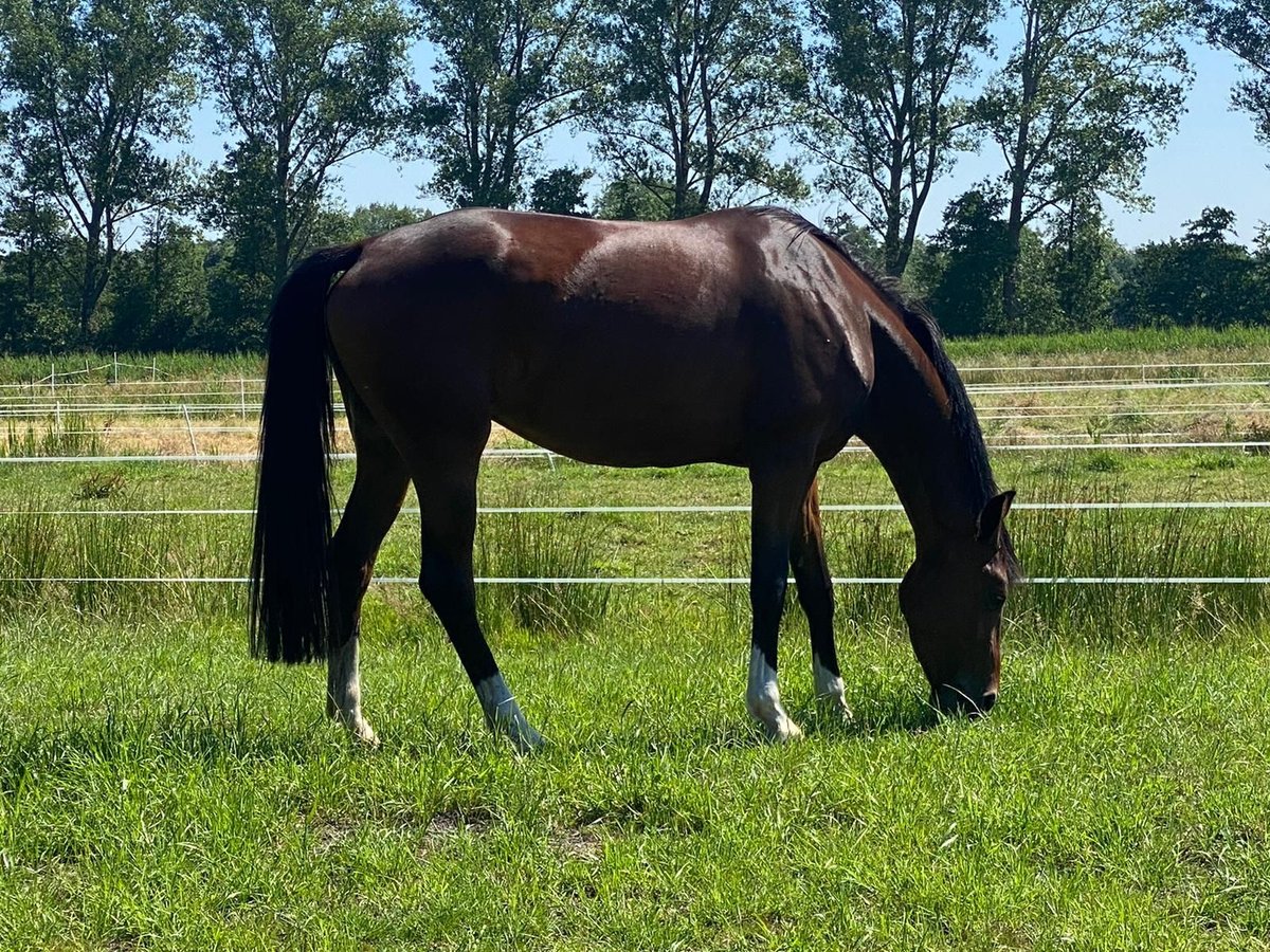 Oldenbourg Jument 6 Ans 172 cm Bai brun in Ihlienworth