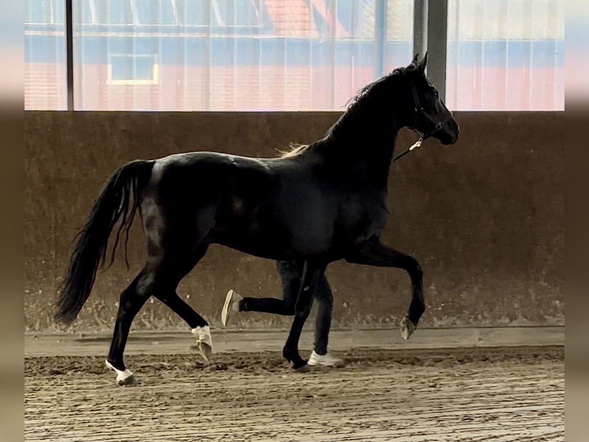 Oldenbourg Jument 6 Ans 172 cm Noir in Vechta