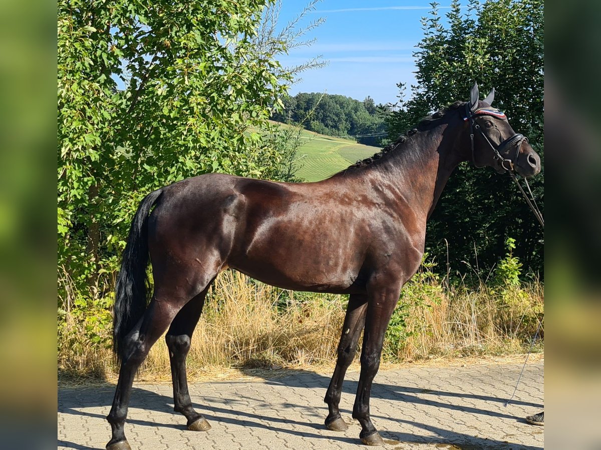 Oldenbourg Jument 6 Ans 172 cm Noir in Sankt Wolfgang