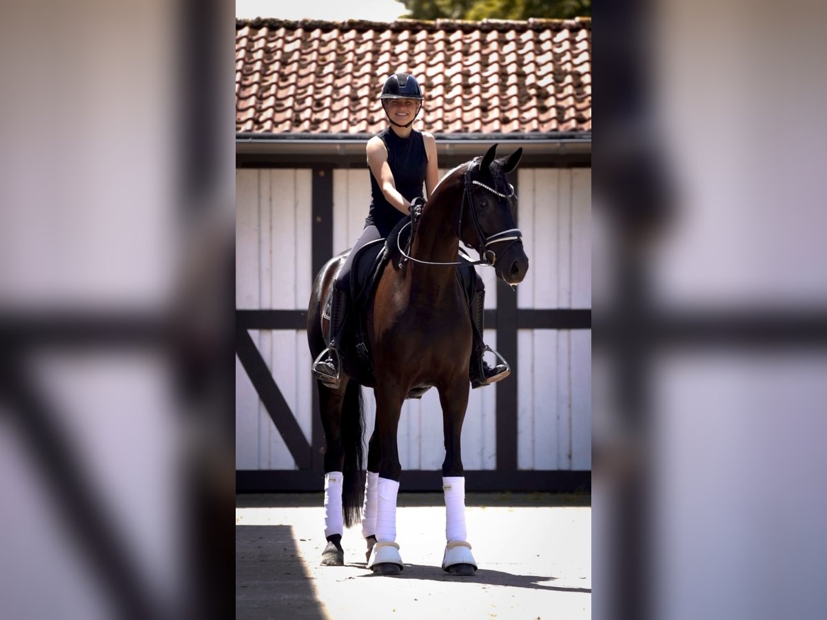 Oldenbourg Jument 6 Ans 173 cm Noir in Ostbevern