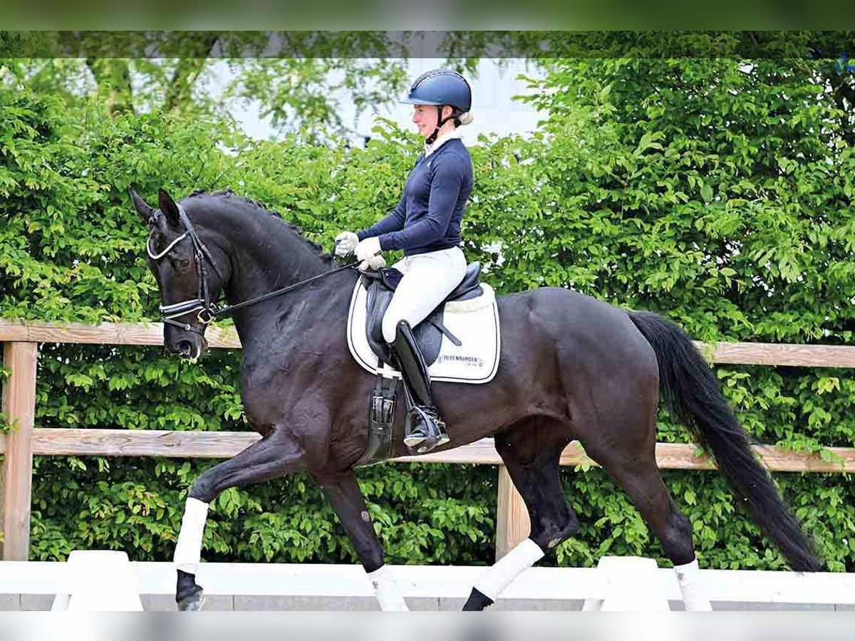 Oldenbourg Jument 6 Ans Noir in Vechta