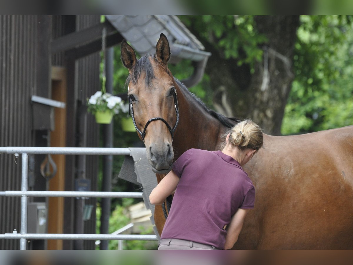 Oldenbourg Jument 7 Ans 165 cm Bai in Gummersbach