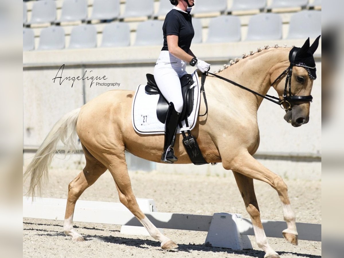 Oldenbourg Jument 7 Ans 165 cm Palomino in Kaarst