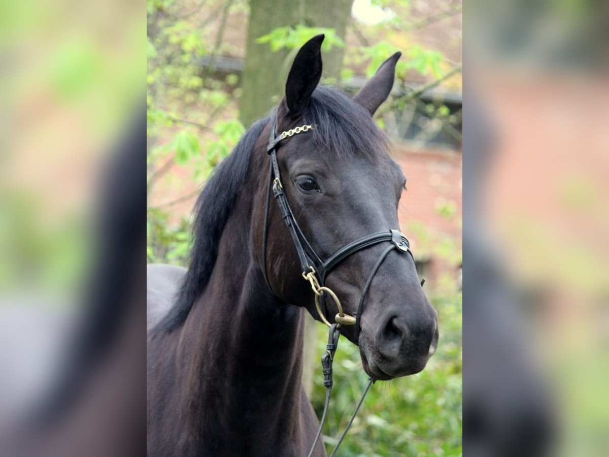 Oldenbourg Jument 7 Ans 166 cm Bai brun foncé in Kirchwalsede