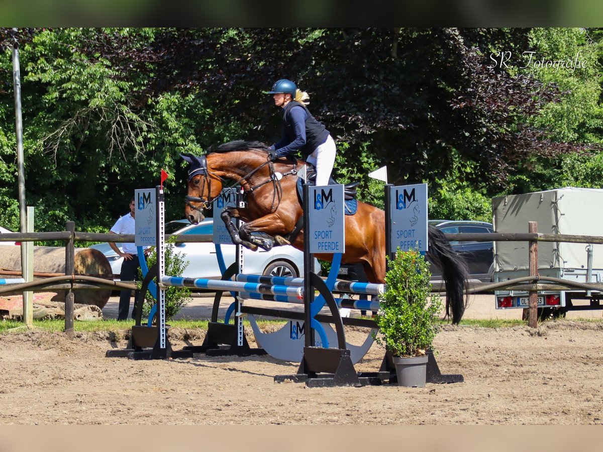 Oldenbourg Jument 7 Ans 167 cm Bai in Bad Zwischenahn