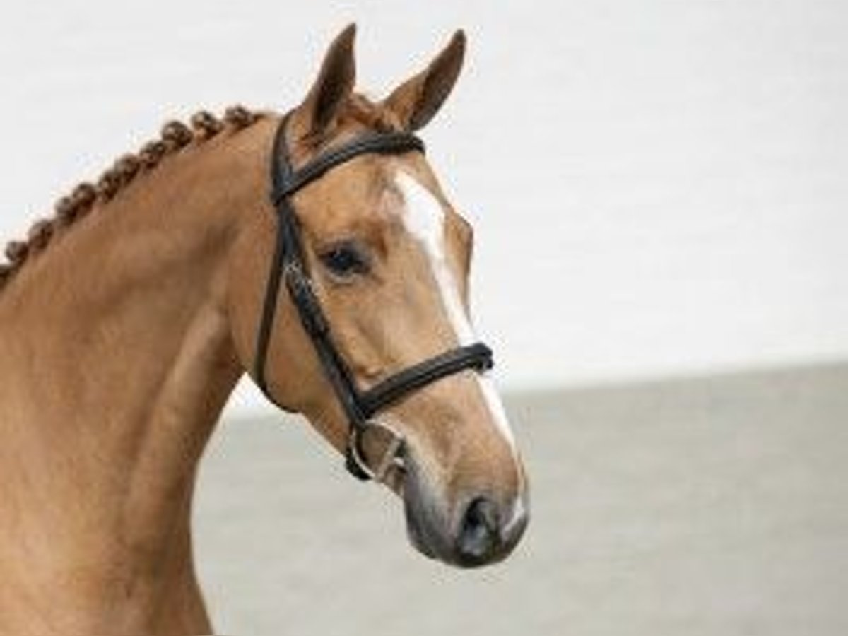 Oldenbourg Jument 7 Ans 167 cm Bai clair in Heerde