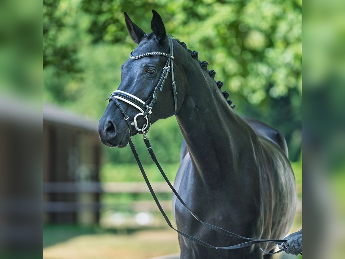 Oldenbourg Jument 7 Ans 169 cm Bai brun foncé in M&#xFC;nster