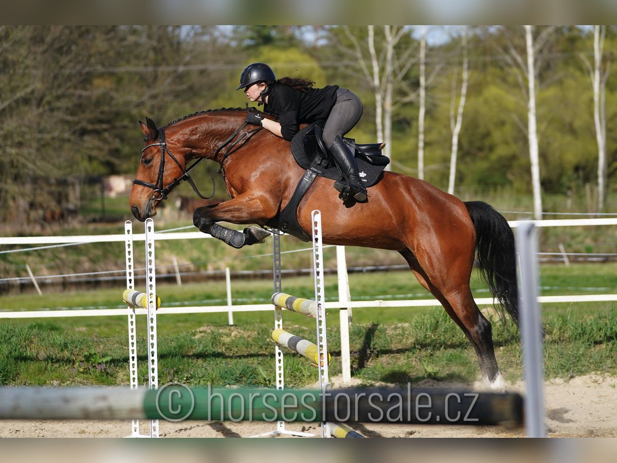 Oldenbourg Jument 7 Ans 169 cm Bai in Tabor