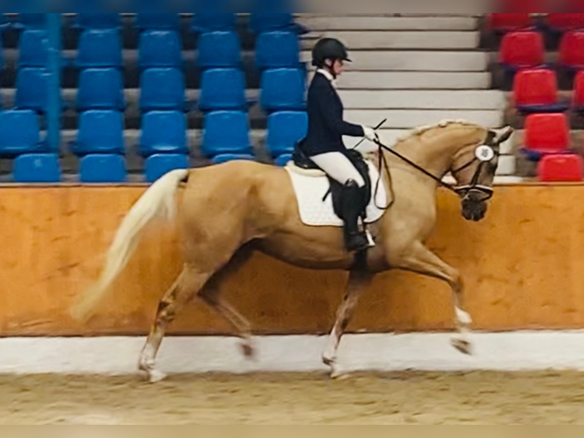 Oldenbourg Jument 7 Ans 169 cm Palomino in Sottrum