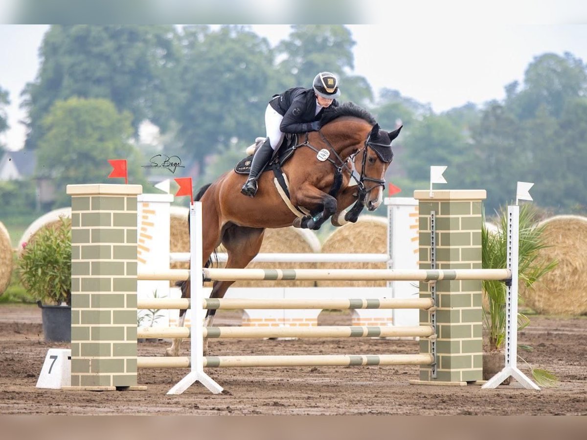 Oldenbourg Jument 7 Ans 172 cm Bai in Gadebusch