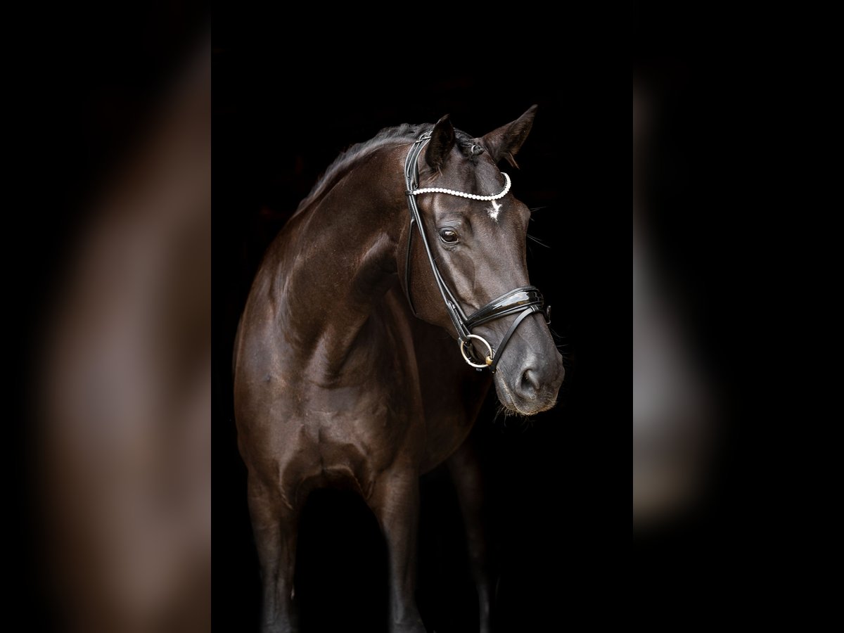 Oldenbourg Jument 7 Ans 172 cm Noir in M&#xFC;nchen